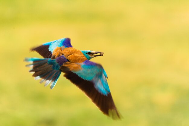 Close-up of bird flying