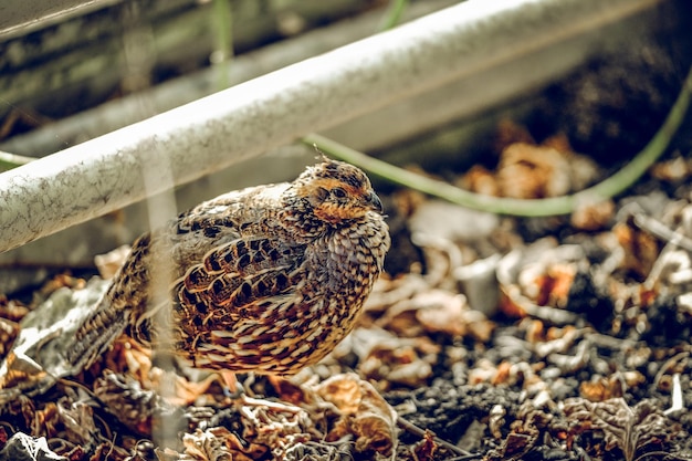 Close-up of a bird on a land