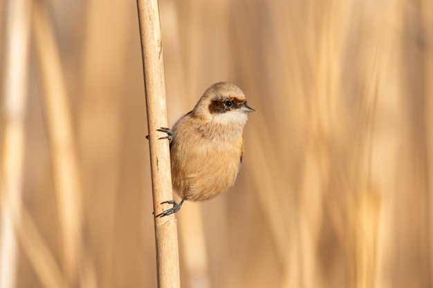 Close up Bird Penduline Tit Remiz pendulinus male Close up