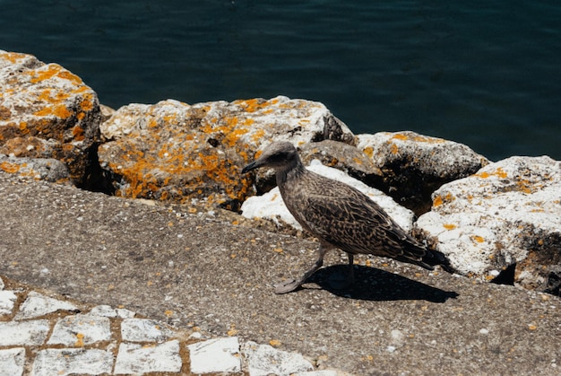 Close-up of bird perching against sea