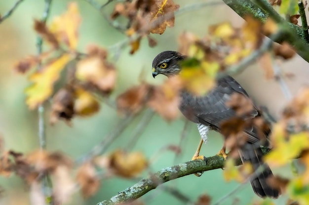 Photo close-up of bird perching on branch