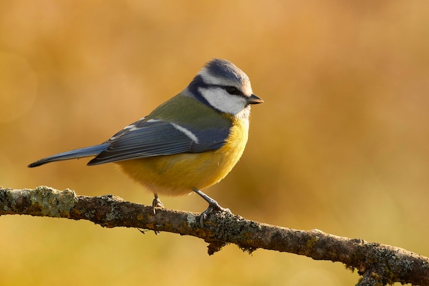 Photo close-up of bird perching on branch