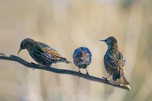 Photo close-up of bird perching on branch