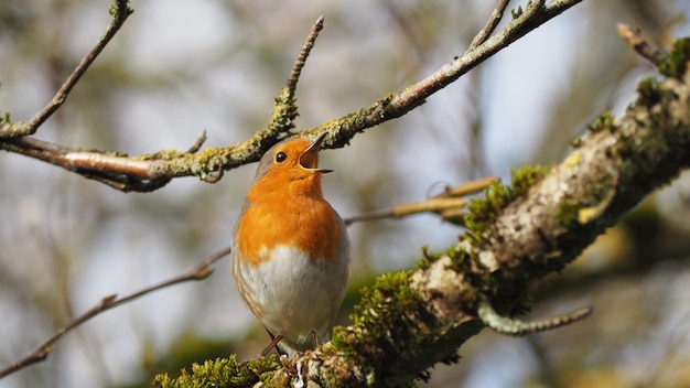 Photo close-up of bird perching on branch