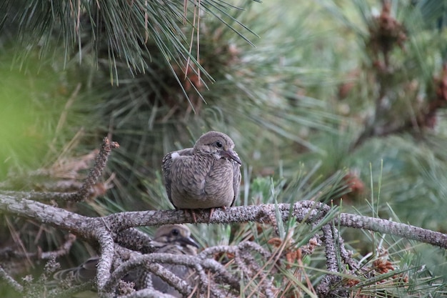 Close-up of bird perching on branch