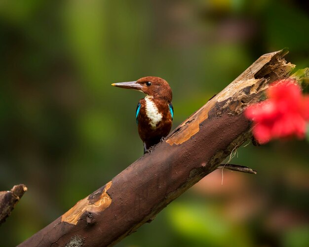 Photo close-up of bird perching on branch