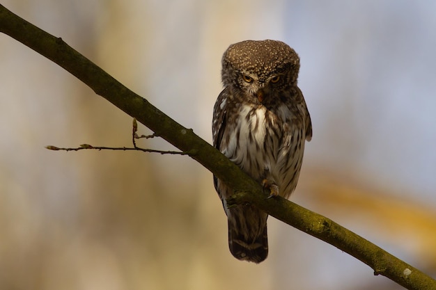 Photo close-up of bird perching on branch