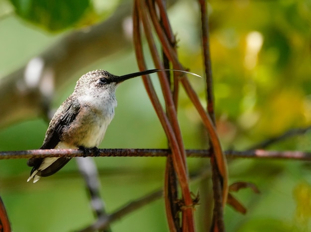 Close-up of bird perching on branch