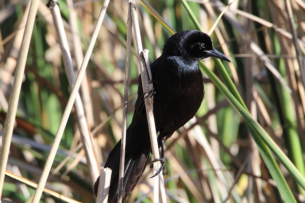 Photo close-up of bird perching on branch