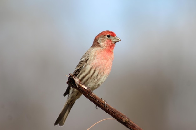 Close-up of bird perching on branch