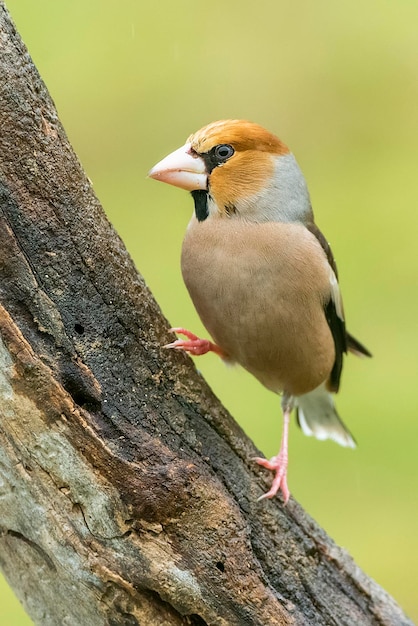 Photo close-up of bird perching on branch