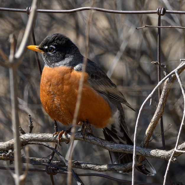 Photo close-up of bird perching on branch