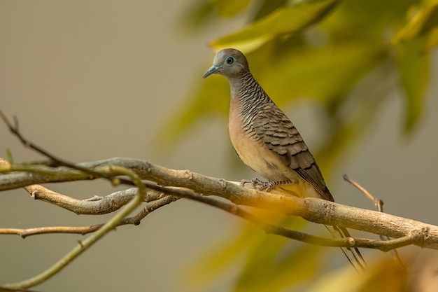 Close-up of bird perching on branch