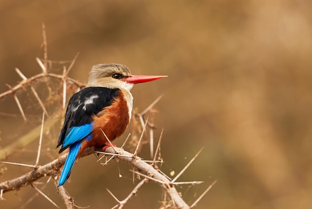 Close-up of bird perching on branch