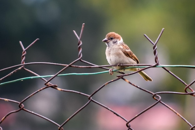 Photo close-up of bird perching on a fence