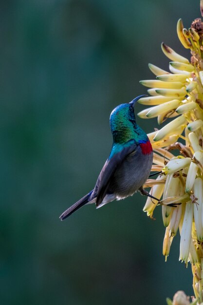 Close-up of bird perching on flowers