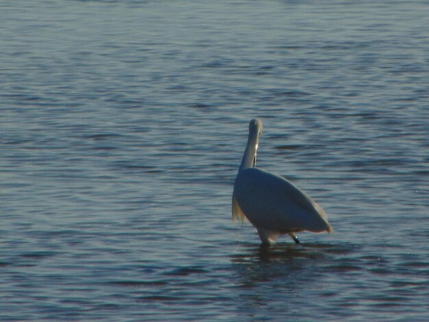 Close-up of bird perching on lake