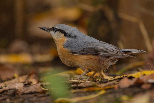 Photo close-up of bird perching on a land