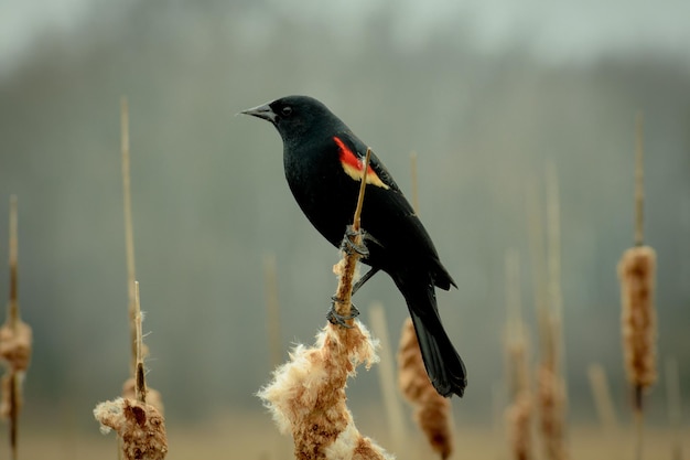 Photo close-up of bird perching outdoors