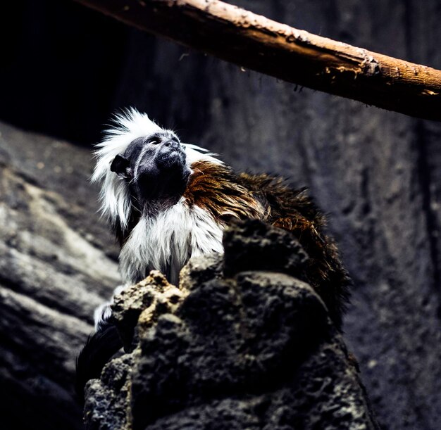 Photo close-up of bird perching outdoors