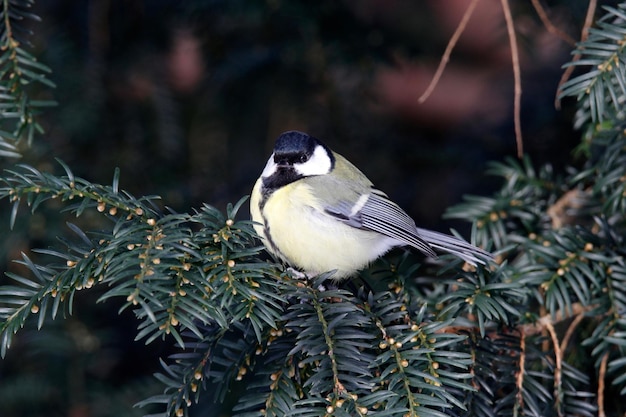 Photo close-up of bird perching outdoors