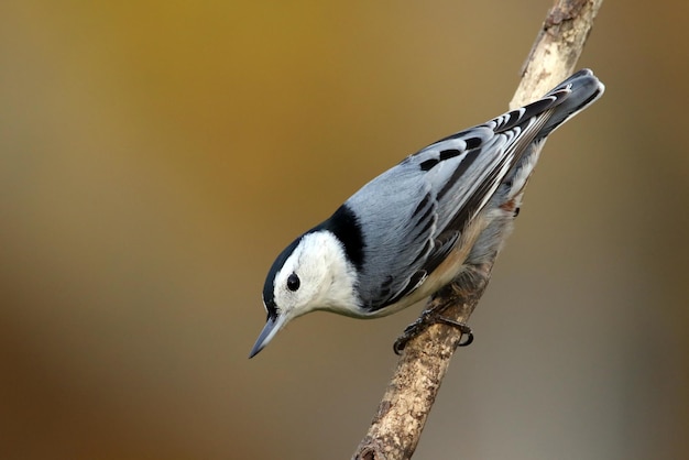 Photo close-up of bird perching outdoors