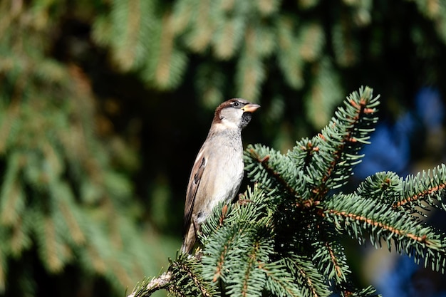 Photo close-up of bird perching on pine tree