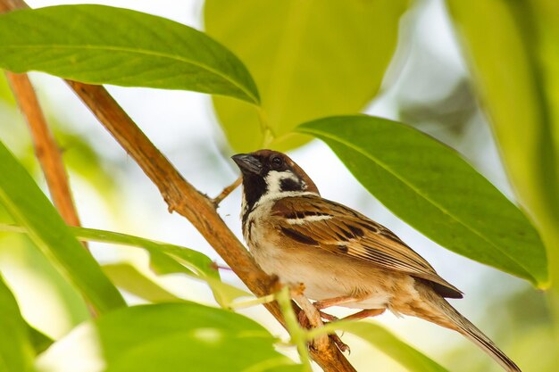 Photo close-up of bird perching on plant