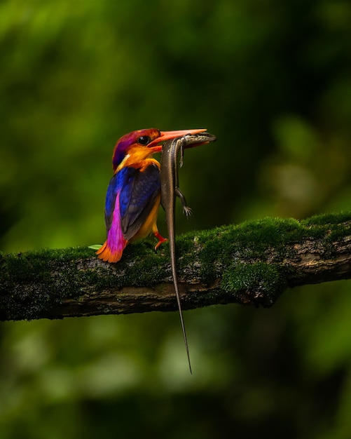 Photo close-up of bird perching on plant