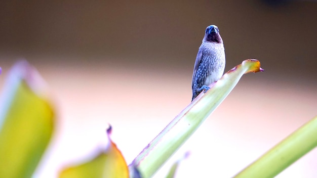 Photo close-up of bird perching on plant