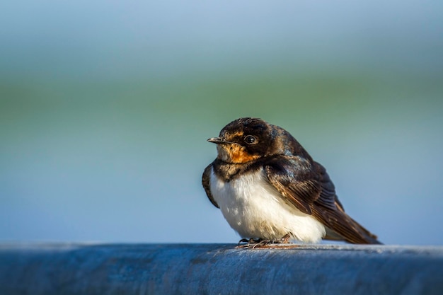 Photo close-up of bird perching on railing