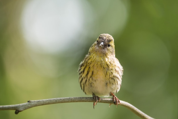 Photo close-up of bird perching on railing