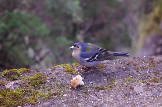 Photo close-up of bird perching on rock