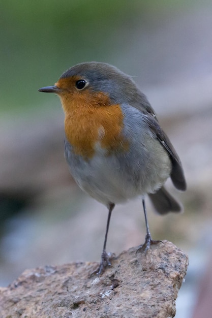 Photo close-up of bird perching on rock