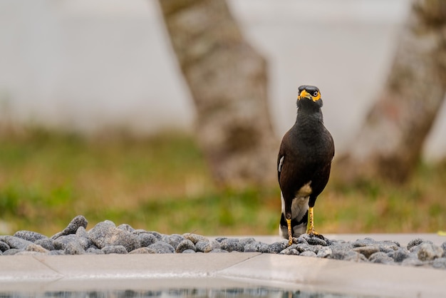 Close-up of bird perching on rock