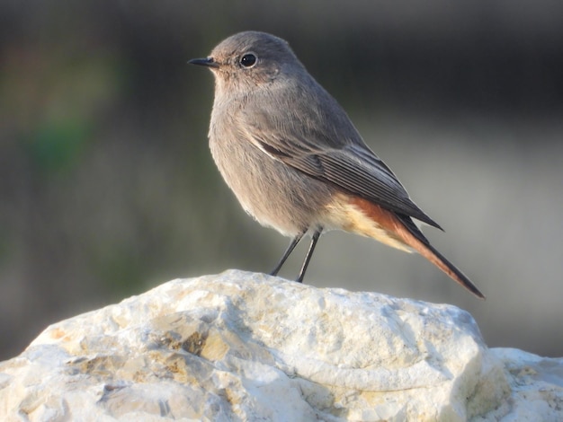 Close-up of bird perching on rock