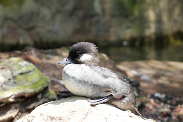 Photo close-up of bird perching on rock