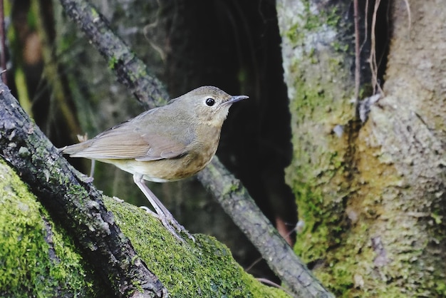 Photo close-up of bird perching on tree trunk