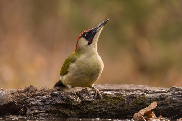 Photo close-up of bird perching on a tree