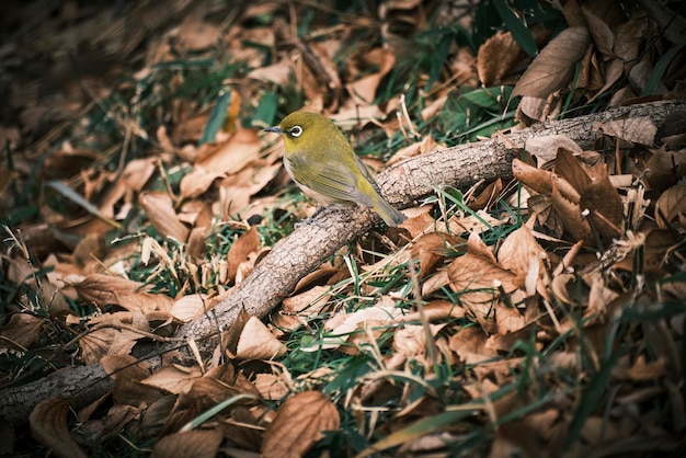 Close-up of bird perching on tree