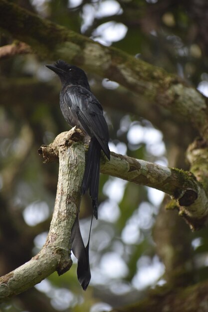 Photo close-up of bird perching on tree