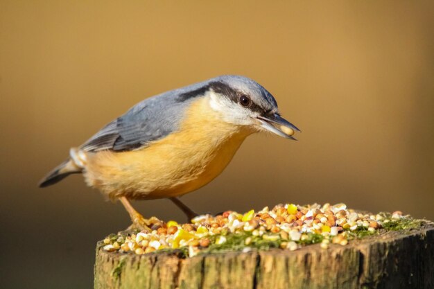 Photo close-up of bird perching on wood