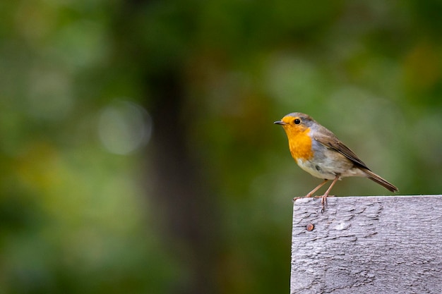 Photo close-up of bird perching on wooden post