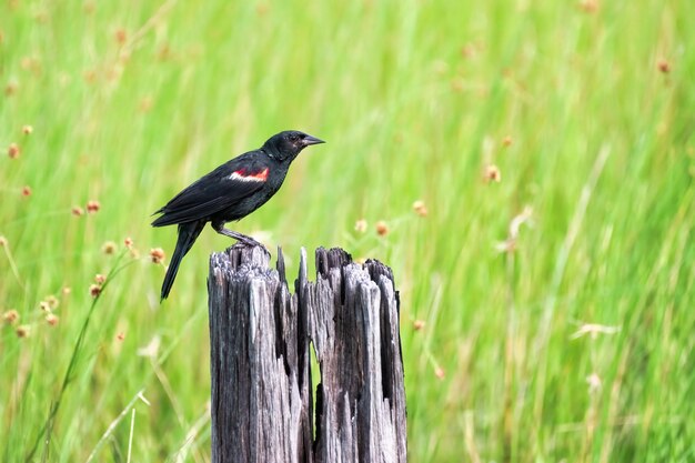 Photo close-up of bird perching on wooden post