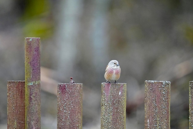 Photo close-up of bird perching on wooden post