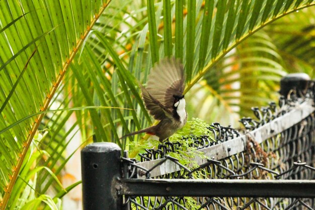 Photo close-up of bird