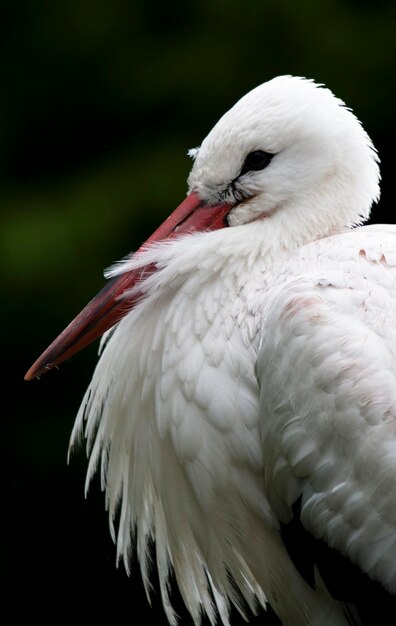 Close-up of bird