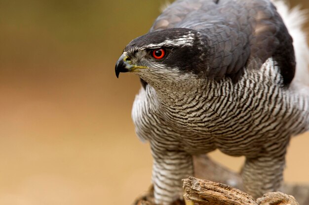 Photo close-up of a bird