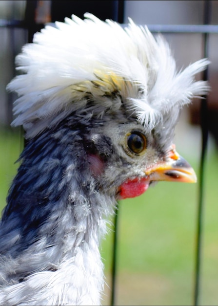 Close-up of a bird