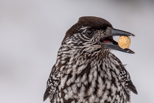 Photo close-up of a bird